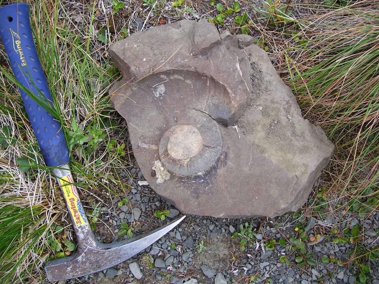 fossil, rock, hammer-2312.jpg